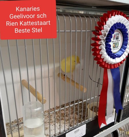 05_rien kattestaart 